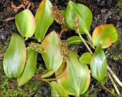 Attēlu rezultāti vaicājumam “Potamogeton praelongus leaf”