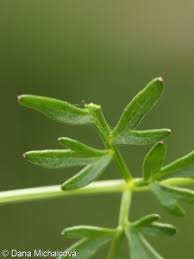Attēlu rezultāti vaicājumam “Peucedanum palustre flower”