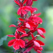 Image result for Lobelien