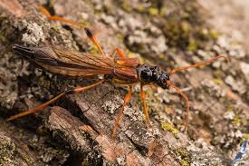 Attēlu rezultāti vaicājumam “Necydalis major”