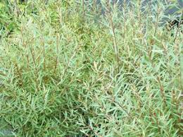 Attēlu rezultāti vaicājumam “Salix purpurea”