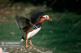 Attēlu rezultāti vaicājumam “Aix galericulata male”