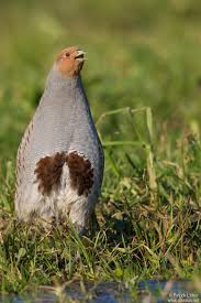 Attēlu rezultāti vaicājumam “Perdix perdix adult”