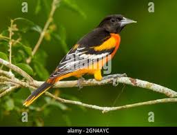 Image result for Icterus galbula