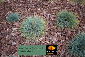 Attēlu rezultāti vaicājumam “Festuca ovina flower”