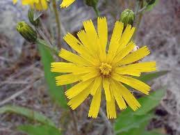 Attēlu rezultāti vaicājumam “Hieracium vulgatum”