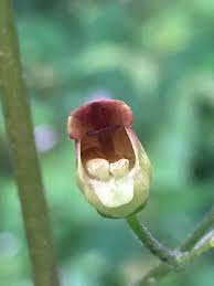 Attēlu rezultāti vaicājumam “Scrophularia nodosa”