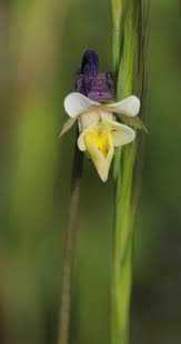 Attēlu rezultāti vaicājumam “Viola arvensis flower”