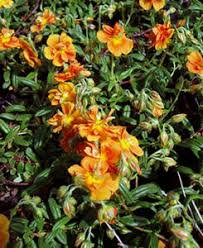 Attēlu rezultāti vaicājumam “Helianthemum nummularium”