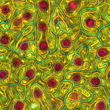 Attēlu rezultāti vaicājumam “Physarum sulphureum macro”