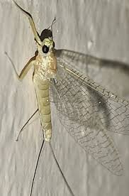 Attēlu rezultāti vaicājumam “Heptagenia sulphurea”