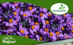 Attēlu rezultāti vaicājumam “Trichia alpina young”