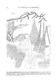 Attēlu rezultāti vaicājumam “Antitrichia curtipendula sporophyte”