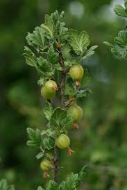 Attēlu rezultāti vaicājumam “Ribes uva-crispa fruit”