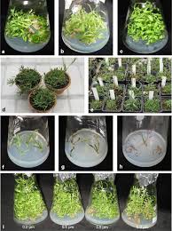 Attēlu rezultāti vaicājumam “Gypsophila fastigiata bud”