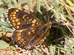 Attēlu rezultāti vaicājumam “Melitaea cinxia upperside”