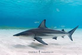 Image result for Carcharhinus limbatus