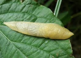 Attēlu rezultāti vaicājumam “Krynickillus melanocephalus”