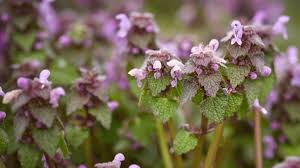 Attēlu rezultāti vaicājumam “Lamium purpureum flower”