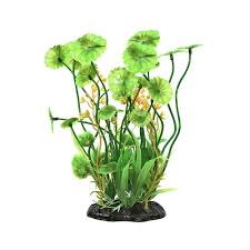 Attēlu rezultāti vaicājumam “Hydrocotyle vulgaris”