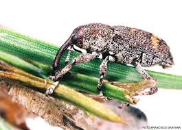 Attēlu rezultāti vaicājumam “Pissodes castaneus”