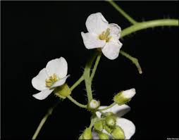 Attēlu rezultāti vaicājumam “Cardaminopsis arenosa flower”