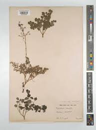 Attēlu rezultāti vaicājumam “Thalictrum minus”