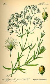 Attēlu rezultāti vaicājumam “Gypsophila paniculata leaf”