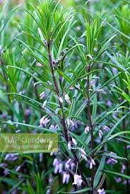 Attēlu rezultāti vaicājumam “Polygonatum verticillatum”