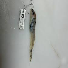 Image result for Arctogadus glacialis