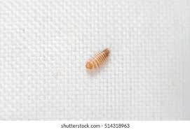 Attēlu rezultāti vaicājumam “Anthrenus scrophulariae”