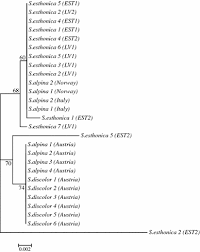Attēlu rezultāti vaicājumam “Saussurea esthonica flower”