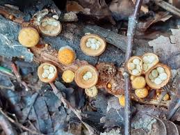 Attēlu rezultāti vaicājumam “Crucibulum laeve”