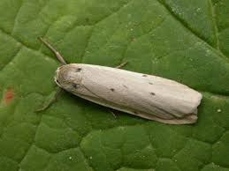 Attēlu rezultāti vaicājumam “Pelosia muscerda”