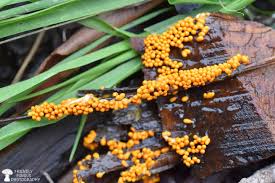 Attēlu rezultāti vaicājumam “Leocarpus fragilis young”