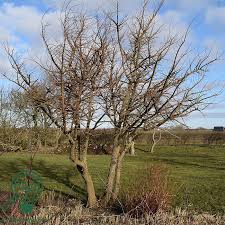 Attēlu rezultāti vaicājumam “Ulmus minor f. suberosa”