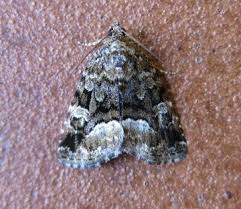 Attēlu rezultāti vaicājumam “Protodeltote pygarga”