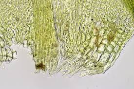 Attēlu rezultāti vaicājumam “Hygrohypnum luridum”