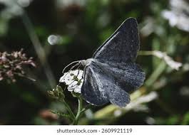 Attēlu rezultāti vaicājumam “Pyralididae”