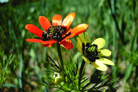 Image result for Adonis aestivalis