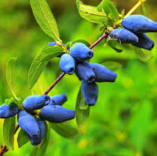Attēlu rezultāti vaicājumam “Lonicera caerulea var. pallasii”