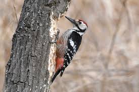 Attēlu rezultāti vaicājumam “Dendrocopos leucotos male”