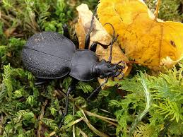 Attēlu rezultāti vaicājumam “Carabus coriaceus”