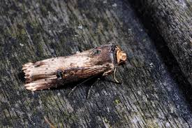 Attēlu rezultāti vaicājumam “Axylia putris”