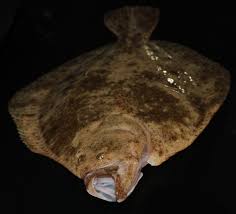 Image result for Scophthalmus maximus