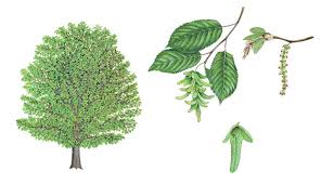 Attēlu rezultāti vaicājumam “Carpinus betulus leaf”