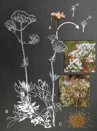 Attēlu rezultāti vaicājumam “Valeriana officinalis bud”