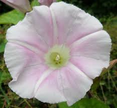 Attēlu rezultāti vaicājumam “Calystegia sepium”