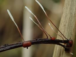 Attēlu rezultāti vaicājumam “Typhula erythropus”