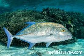 Image result for Caranx lugubris